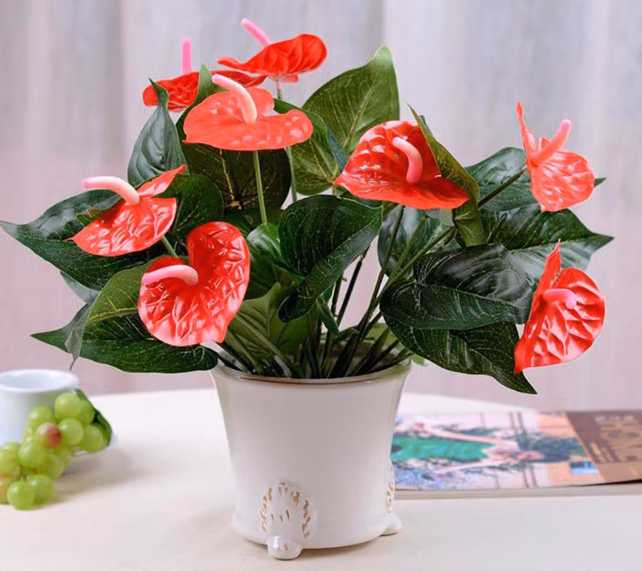 Cây hồng môn: Ý nghĩa trong phong thủy và cách trồng Cay hong mon: Y nghia trong phong thuy va cach trong