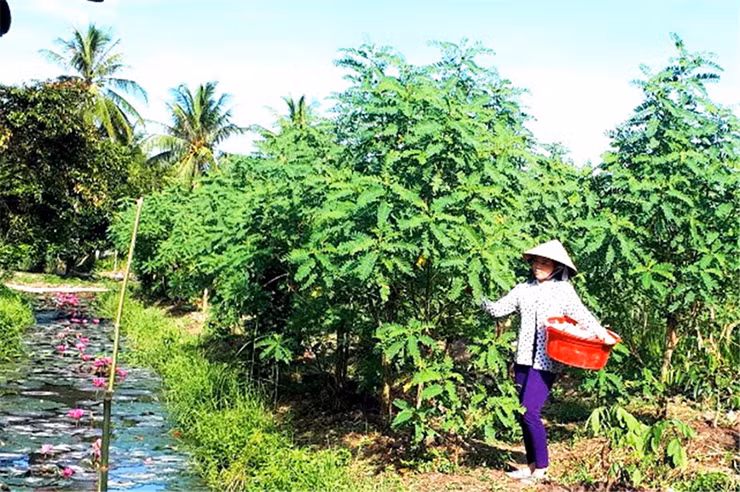 Cay dai xua lam hang rao, gio thanh 