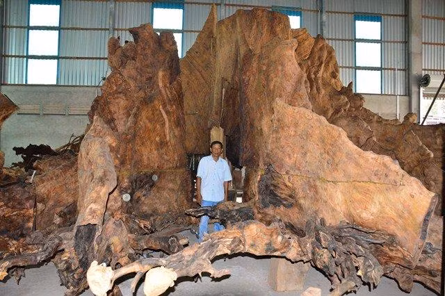 Mua cay kho co thu gia 35 trieu, sau 8 nam duoc tra 35 ty-Hinh-4