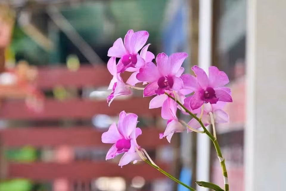 Sinh vao 5 ngay Am lich nay, bien kho khan thanh co hoi-Hinh-2