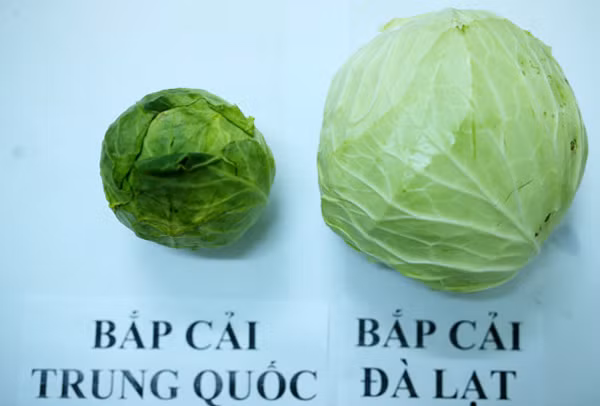 Phan biet bap cai Trung Quoc voi bap cai ta