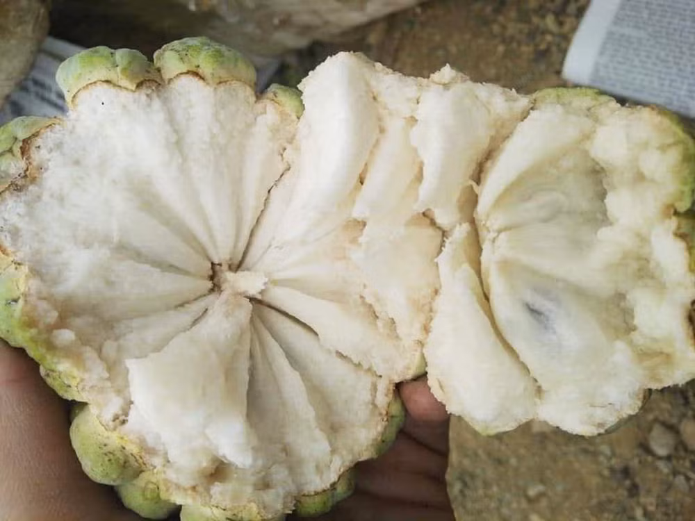 Giá đắt khét, na bở vẫn liên tục “cháy hàng” Gia dat khet, na bo van lien tuc “chay hang”