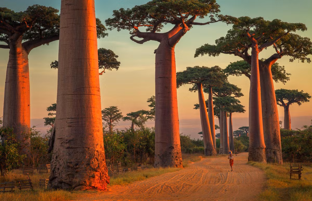 Đại lộ cây baobab, Madagascar: Có 9 loài baobab trên thế giới, 2 loài có nguồn gốc từ lục địa châu Phi, 6 ở Madagascar và một ở Australia, nhưng đại lộ cây baobab nằm dọc con đường đất giữa Morondava và Belon'i Tsiribihina ở Madagascar là nổi tiếng nhất. Những cây baobab biểu tượng này đã 2.800 năm tuổi và được người dân địa phương gọi là reniala ("mẹ của rừng"). Ảnh: Fredrik Stenström.