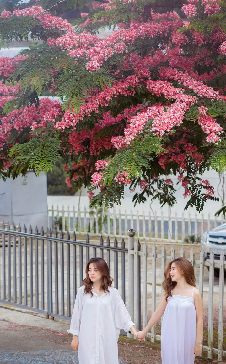 Đà Lạt mùa hè vẫn 'đẹp rụng rời' bởi màu sắc của hoa phượng hồng - Hình 8 Da Lat mua he van 'dep rung roi' boi mau sac cua hoa phuong hong-Hinh-8