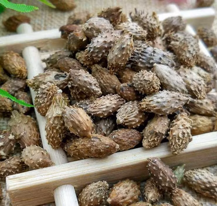 Ngoài ra, các bệnh ngoài da như viêm da cơ địa, mụn nhọt, lở loét cũng được chữa khỏi khi sử dụng thuốc có thành phần từ quả ké đầu ngựa.