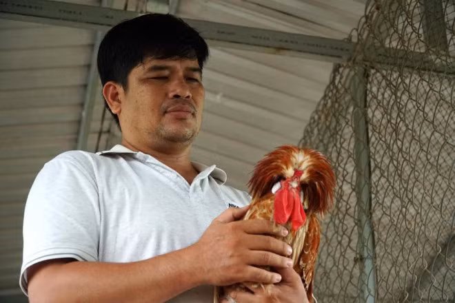 Nuoi Ga su tu Ba Lan, nong dan mien Tay thu chuc trieu moi thang