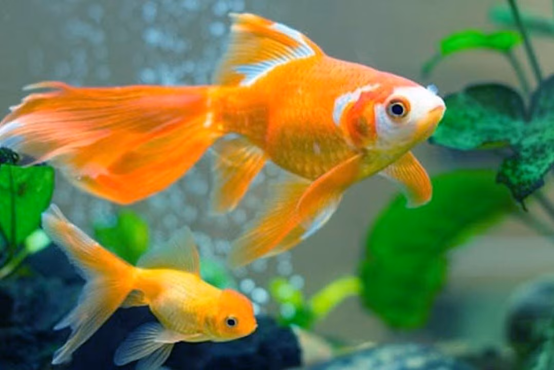 Cá. Cá là loài vật sống trong nước, thuộc hành Thủy. Người mạng Thổ nuôi cá là vô cùng thích hợp do Thổ thắng Thủy. 