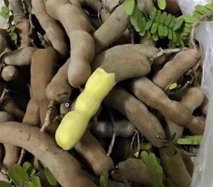 Tại Hà Nội, trên nhiều tuyến đường, những xe hàng rong bán cả me tươi và me khô mỗi khi đến mùa