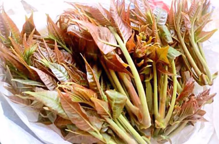 Loai cay o Viet Nam moc dai co doc, o nuoc ngoai ban 600.000/kg-Hinh-10