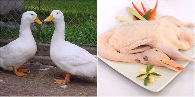 Mẹo chọn mua vịt ngon và khử mùi hôi khi chế biến Meo chon mua vit ngon va khu mui hoi khi che bien