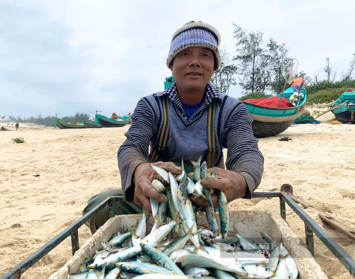 Việt Nam bất ngờ thu ngay 40 triệu USD nhờ bán một loài cá bình dân Viet Nam bat ngo thu ngay 40 trieu USD nho ban mot loai ca binh dan