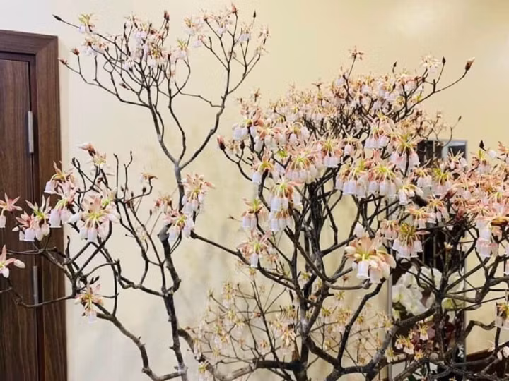 Hoa đào độc lạ, giá tiền triệu hút khách Hà thành mua trưng Tết Hoa dao doc la, gia tien trieu hut khach Ha thanh mua trung Tet