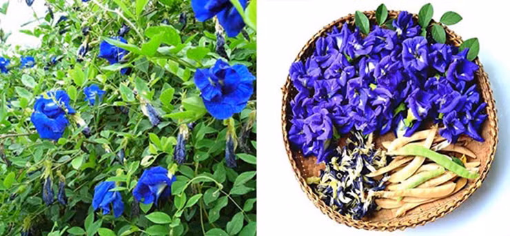 Tuy nhiên, hoa đậu biếc chứa anthocyanin có tác dụng ức chế sự kết tụ tiểu cầu, tăng lưu thông máu, thúc đẩy sự co bóp tử cung nên lưu ý cẩn thận hạn chế dùng trong một số trường hợp: Có thai, đang hành kinh, đang chuẩn bị phẫu thuật, đang dùng thuốc chống đông máu.