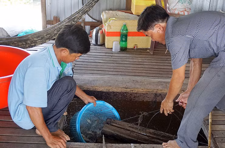 Loai ca o Viet Nam co tieng keu la, truoc nha ngheo moi an-Hinh-8