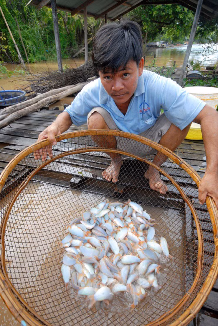 Loai ca o Viet Nam co tieng keu la, truoc nha ngheo moi an-Hinh-10