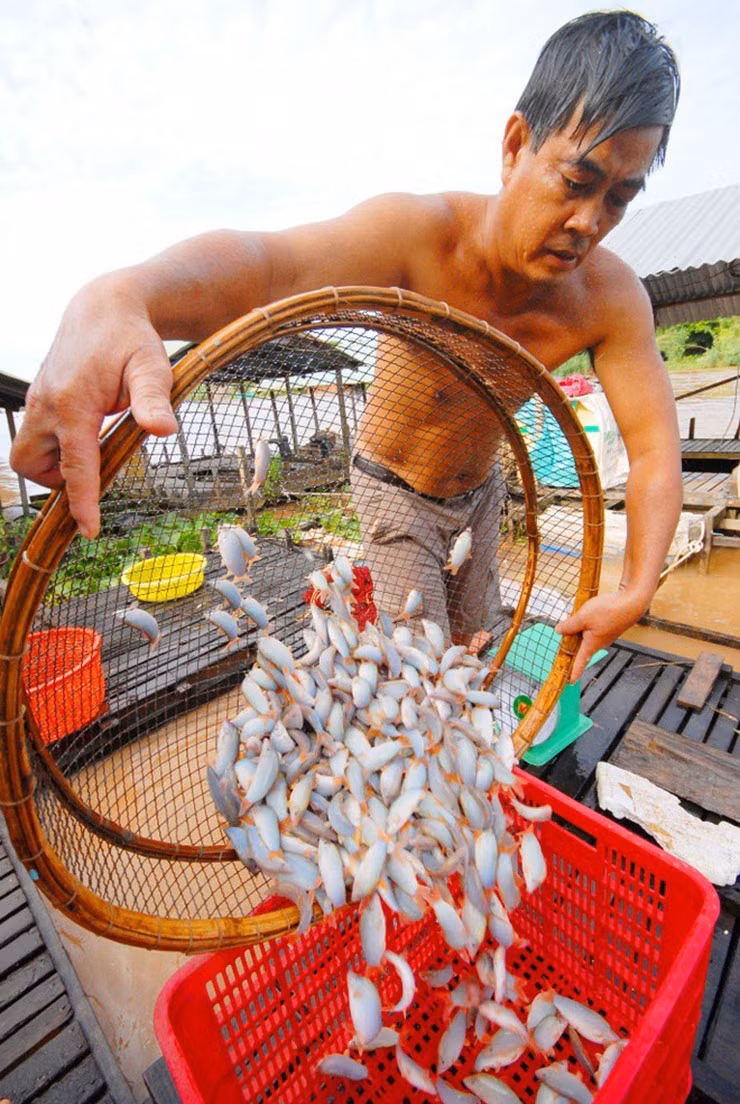 Loai ca o Viet Nam co tieng keu la, truoc nha ngheo moi an-Hinh-11
