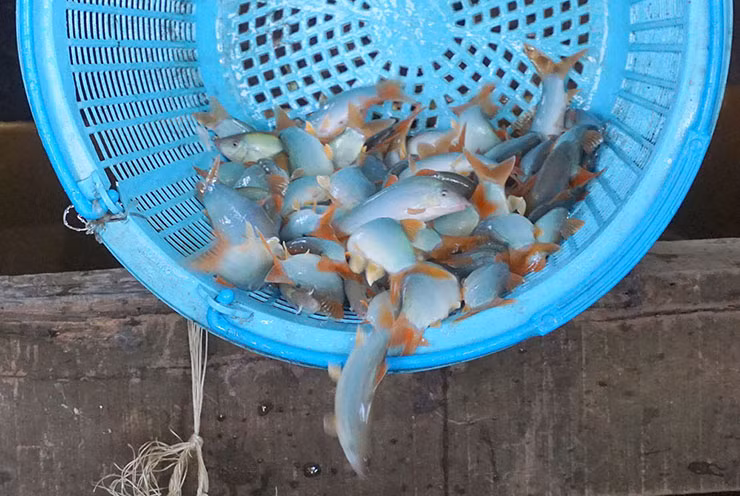 Loai ca o Viet Nam co tieng keu la, truoc nha ngheo moi an-Hinh-7