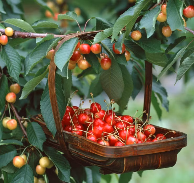 Cherry khi nhập về Việt Nam có giá dao động từ 350.000 - 1 triệu đồng/kg tuỳ thời điểm.