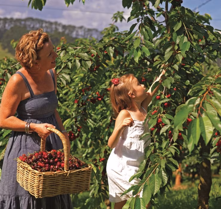 Tại nhiều nước châu Âu, cherry vào mùa có giá chỉ khoảng 4 - 5 Euro/kg, tương đương 110.000 - 135.000 đồng/kg. Đây là mức giá rất rẻ so với mức thu nhập cao ở những nước này.