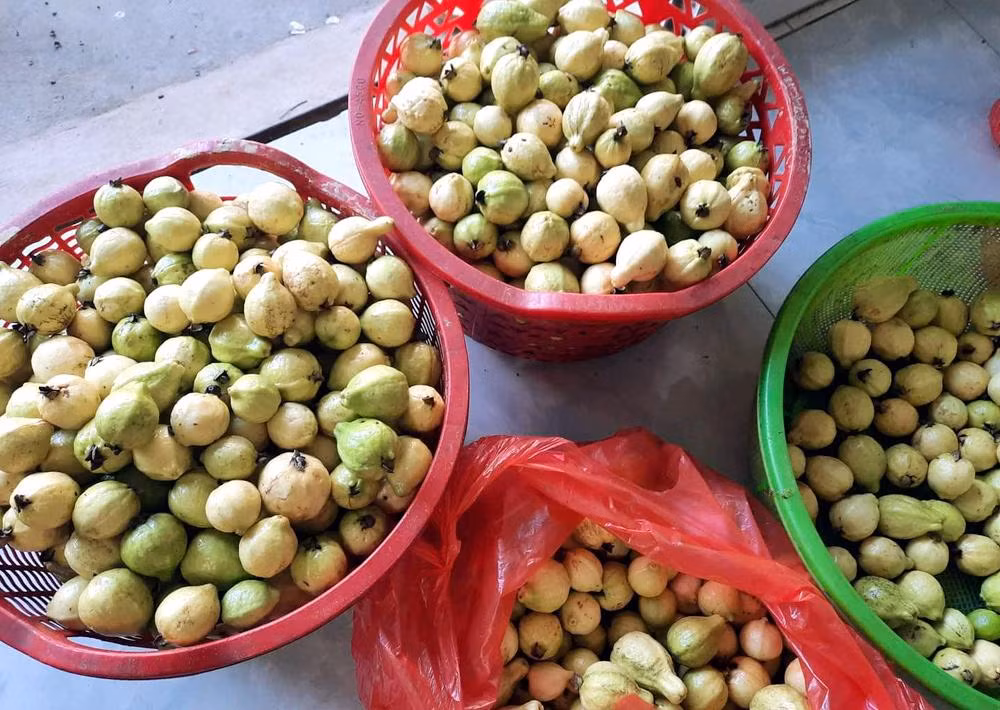Ổi mỡ thơm lừng, bà nội trợ chiều chòng đặt mua về ngâm rượu Oi mo thom lung, ba noi tro chieu chong dat mua ve ngam ruou