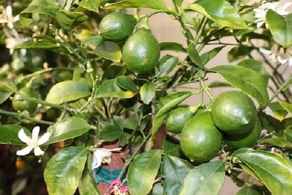 Nếu có diện tích đất rộng, bạn cũng có thể cân nhắc trồng cây cam, cây chanh, cây quất (tắc) trước cửa.