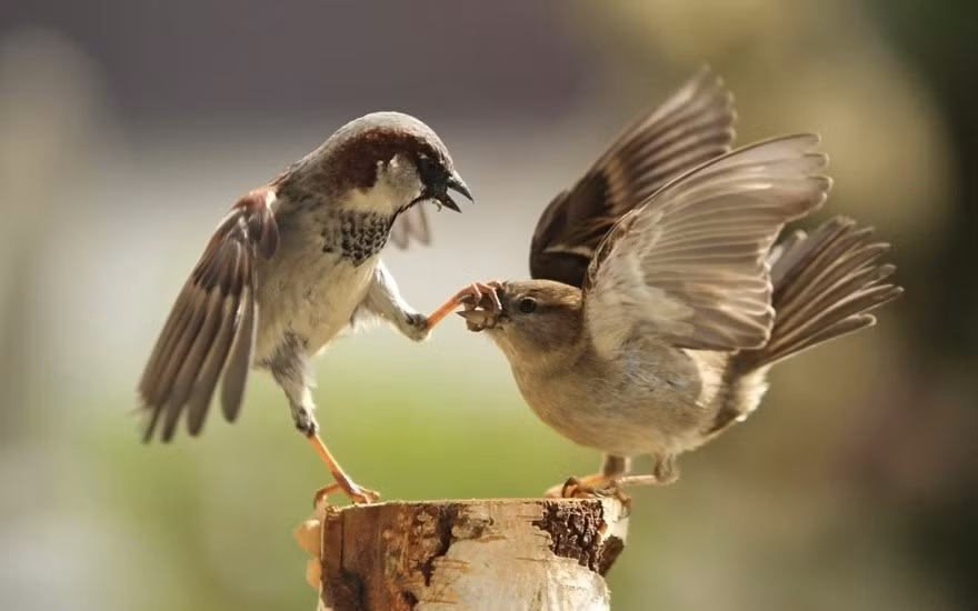 "Cậu có thể yên lặng một chút không?". Ảnh: 1wallpaper.