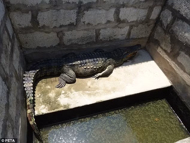 Theo PETA, loài bò sát này buộc phải nằm trong các chuồng bê tông nhỏ, một số chuồng thậm chí còn nhỏ hẹp hơn so với kích thước cơ thể của chúng. Warwich mô tả các chuồng bê tông nhỏ nhốt cá sấu trong một năm trước khi chúng bị giết là “chật chội, căng thăng và vô nhân đạo”.