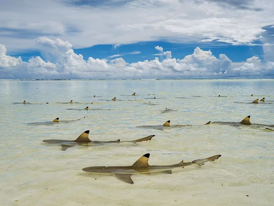 Những con cá mập vây đen nằm chờ thủy triều lên ở một phá nước tại đảo Aldabra, Seychelles.