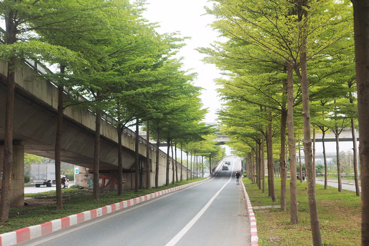 br/> Những ngày này, hàng cây bàng lá nhỏ tại nút giao Quốc lộ 5 với lối lên cao tốc Hà Nội – Bắc Giang bắt đầu đâm chồi. Khung cảnh rất đẹp khiến nơi đây trở thành địa điểm chụp ảnh yêu thích của nhiều người.