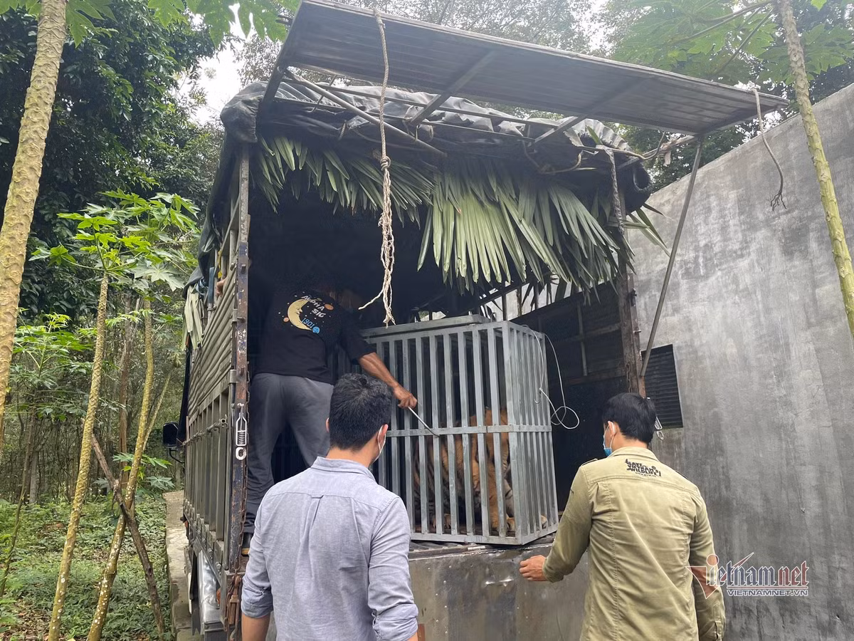 Phó giám đốc Vườn quốc gia Đinh Huy Trí chia sẻ, việc đưa hổ về đây nuôi nhốt gần với các loài động vật khác có thể gây ra stress (căng thẳng) cho các loài động vật đang được cứu hộ, phục hồi tại đây.