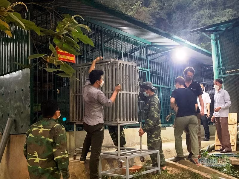 Di chuyển hổ vào khu cách ly tạm một thời gian. Ảnh: Thanh Hà