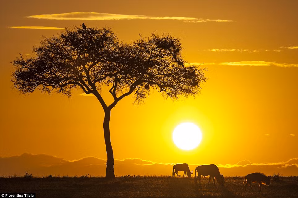 Cảnh mặt trời mọc rực rỡ ở khu bảo tồn Masai Mara, Kenya