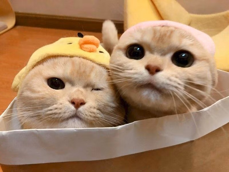 Con giáp này nhờ có Chính Tài che chở nên tài lộc đang vượng phát, tình hình tài chính được cải thiện rõ rệt. Bạn sẽ không còn phải trải qua cảnh chi tiêu eo hẹp, trái lại không phải đắn đo quá nhiều, tài chính cho phép nên muốn làm gì cũng tự tin hơn.