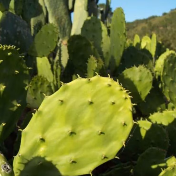 Chính vì vậy, ở các nước châu Phi, Ấn Độ, miền Tây Nam nước Mỹ hay miền Bắc Mexico, đây được xem như một loại trái cây cao cấp.