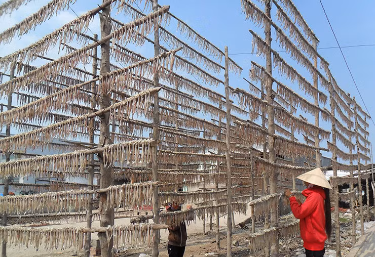 Muốn con cá khoai khô ngon, đạt chuẩn thì phải phơi vào những ngày trời nắng ráo. Nếu không đủ nắng cá sẽ bị đen, có vị đắng.