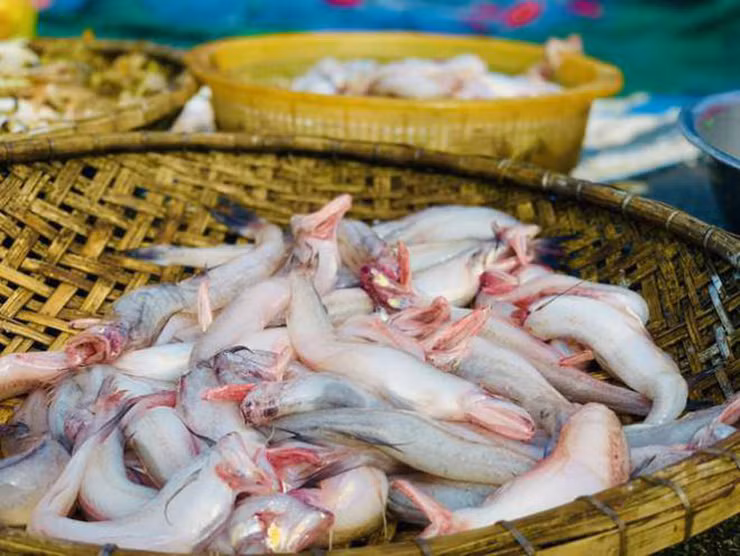 Mùa cá khoai bắt đầu từ tháng 2 đến tháng 9 năm sau.