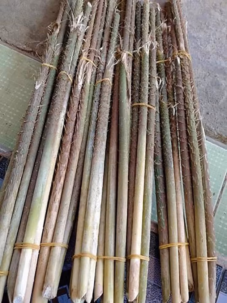Từ bao đời nay, người dân dùng dây mây để bó buộc hoặc làm đồ thủ công mỹ nghệ.