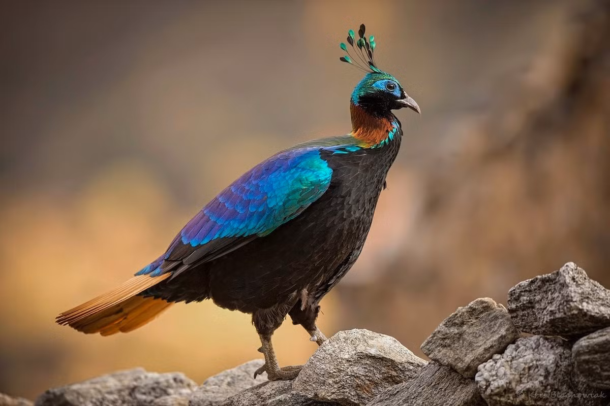 Trĩ Himalaya (Lophophorus impejanus), sống ở rừng và khu vực nhiều cây bụi ở độ cao 2.100–4.500 mét của dãy Himalaya. Loài chim có bộ lông nhiều màu óng ánh này "bang điểu" của bang Uttarakhand, Ấn Độ.