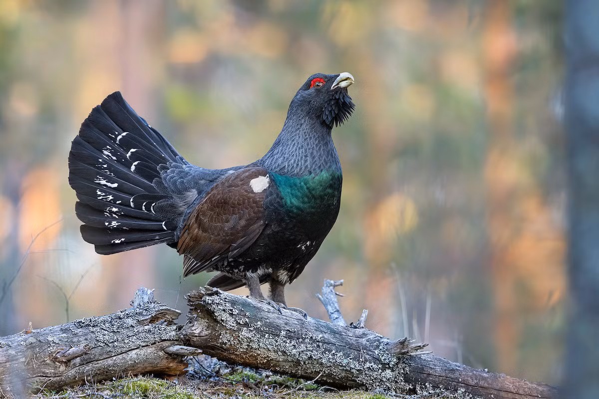 Gà thông rừng (Tetrao urogallus) dài 60-87 cm, phân bố ở các khu rừng lá kim châu Âu và Nga. Các con trống của chúng xòe đuôi và cất tiếng kêu đặc trưng khi biểu diễn trước con mái. Đây là thành viên lớn nhất trong các loài gà thông.