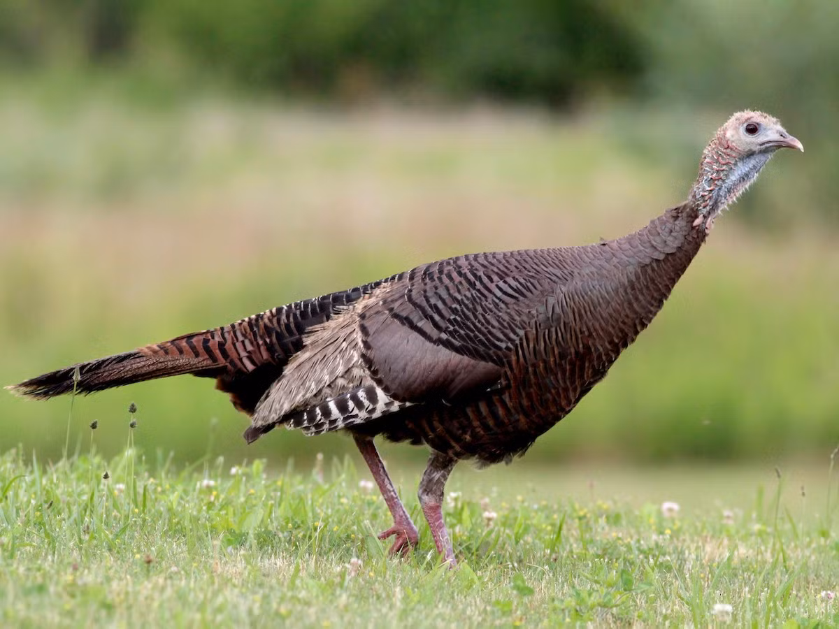 Gà Tây hoang (Meleagris gallopavo) dài 1,1-1,2 mét, là loài gà bản địa Bắc Mỹ. Loài chim dạng gà có yếm cổ này là tổ tiên của gà Tây nhà. Các giống gà Tây nhà béo trục béo tròn và không thể bay như tổ tiên hoang dã.