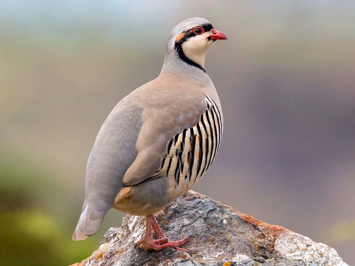 Gà so Chukar (Alectoris chukar) dài 32-35 cm, phân bố rộng khắp khu vực trung tâm lục địa Á - Âu. Chúng được con người đưa vào Bắc Mỹ, New Zealand và đã hình thành các quần thể hoang dã ở đây.