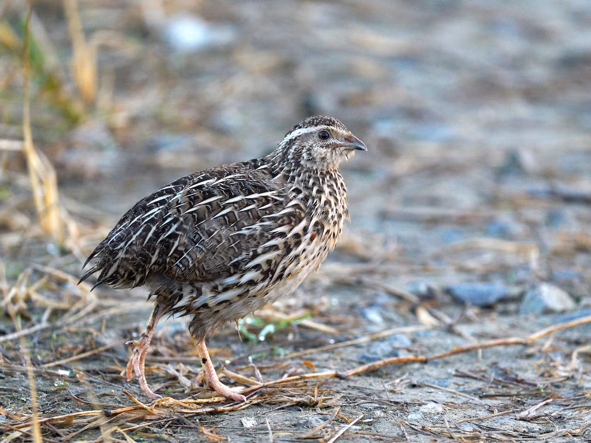 Chim cút Nhật Bản (Coturnix japonica) dài 16-18 cm, phân bố ở Nga và Đông Á. Loài chim này có vai trò quan trọng trong đời sống con người từ, được sử dụng như đối tượng trong phòng thí nghiệm cũng như nguồn cung cấp thịt và trứng dồi dào.