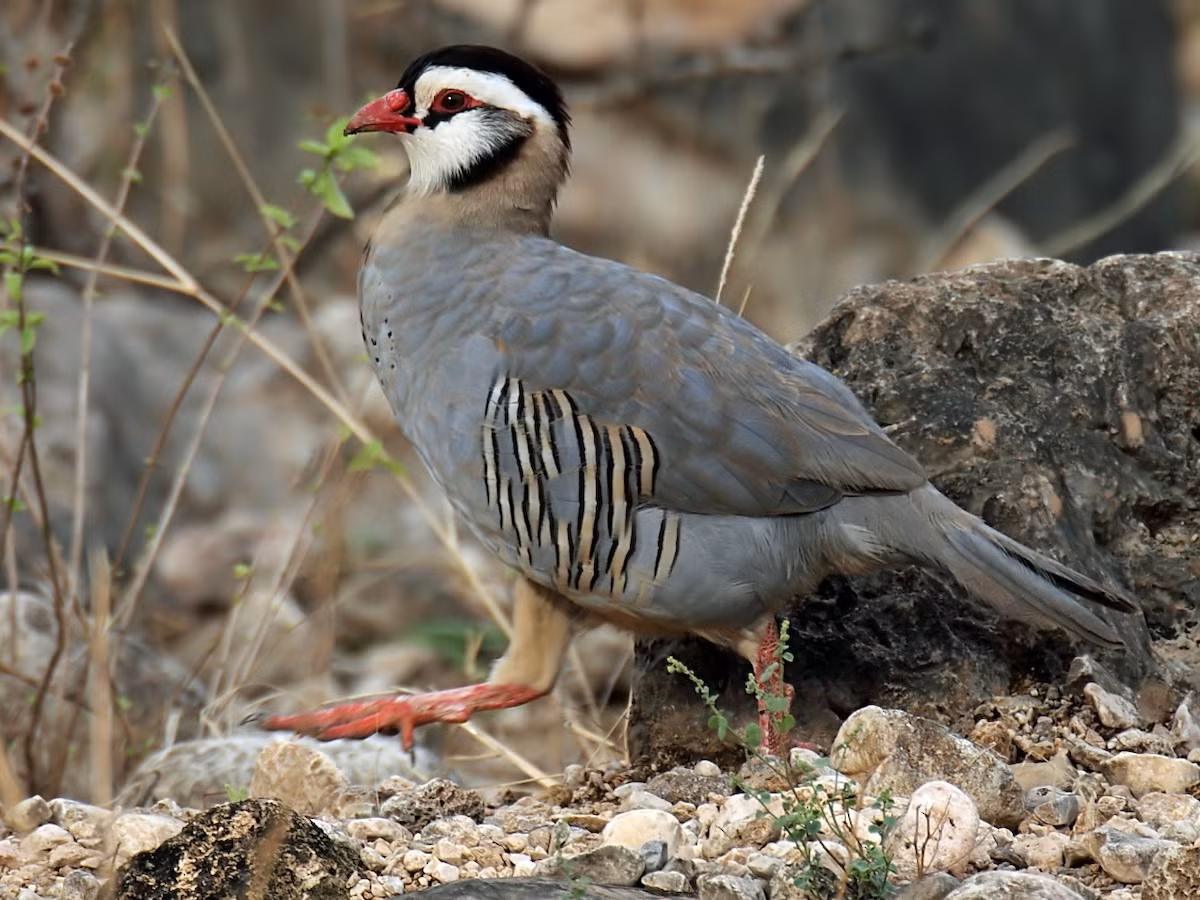 Gà so Ả Rập (Alectoris melanocephala) dài 38 cm, phân bố ở các vùng hoang mạc miền Nam bán đảo Ả Rập. Đây là loài lớn nhất trong chi Alectoris.