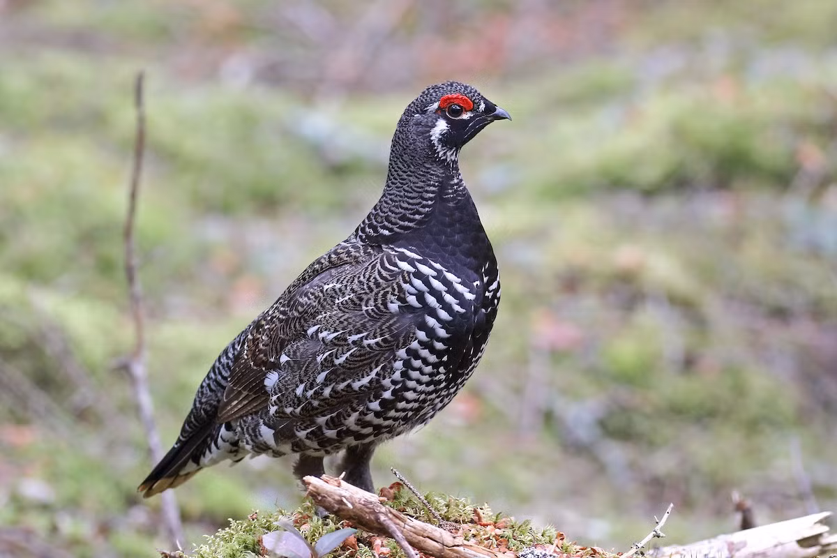 Gà vân sam (Canachites canadensis) dài 39-40 cm, phân bố ở các khu rừng lá kim Bắc Mỹ. Giống như các loài gà thông khác, chúng có thể tiêu hóa lá thông và lá vân sam, thứ mà phần lớn các loài động vật khác không thể ăn được.
