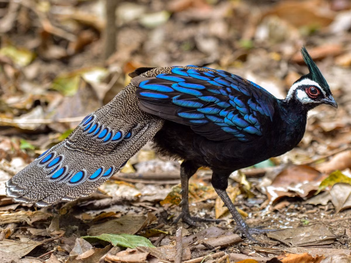 Gà tiền Palawan (Polyplectron napoleonis) dài 40-50 cm, là loài đặc hữu của đảo Palawan, Philippines. Loài này trông hơi giống con công, với cái đuôi ngắn hơn.