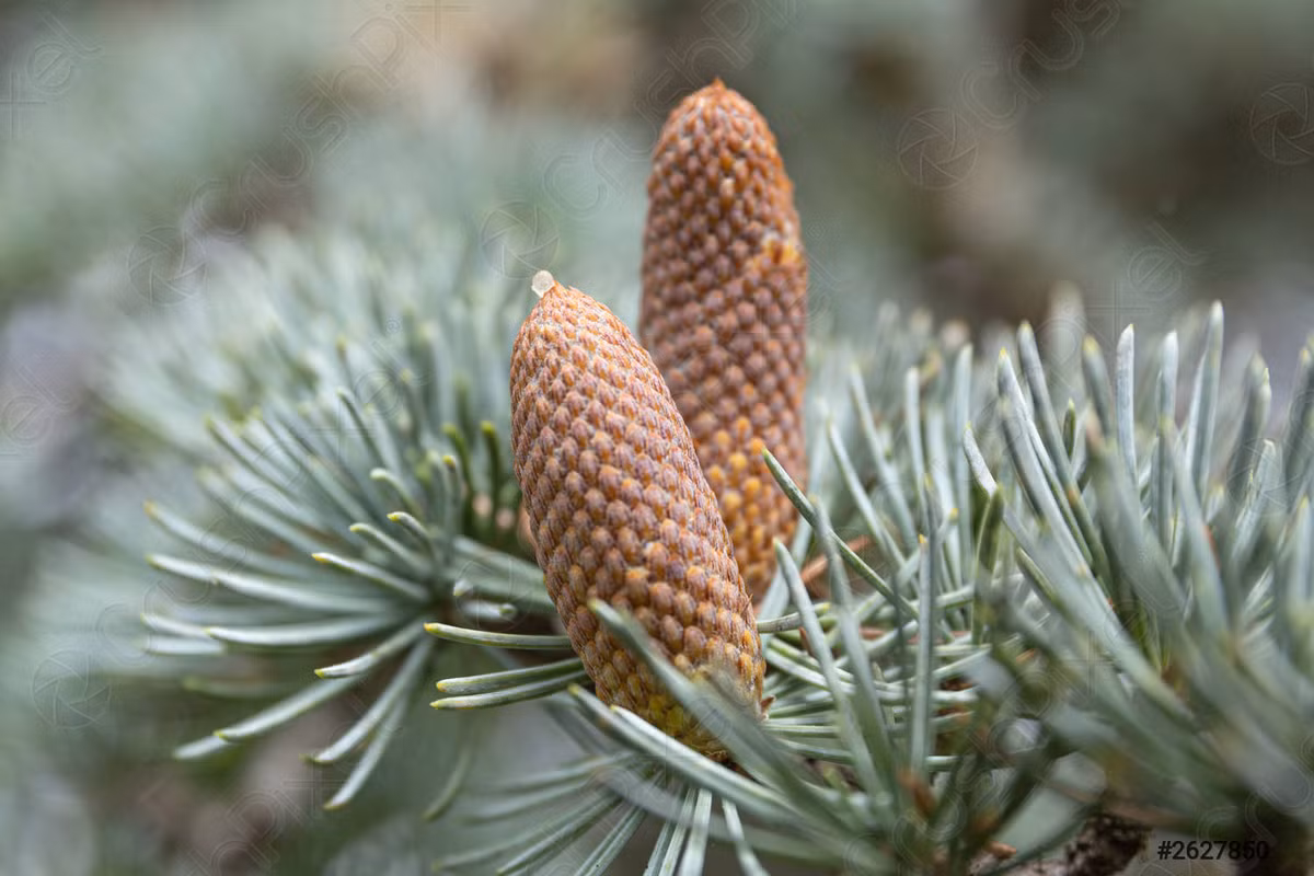 Vân sam Colorado (Picea pungens) cao 35 mét, là thực vật bản địa ở các dãy núi miền Tây của Bắc Mỹ. Loài cây lá kim này có lá màu xanh xám, đầu lá có gai nhọn này là cây cảnh được ưa chuộng ở xứ ôn đới.