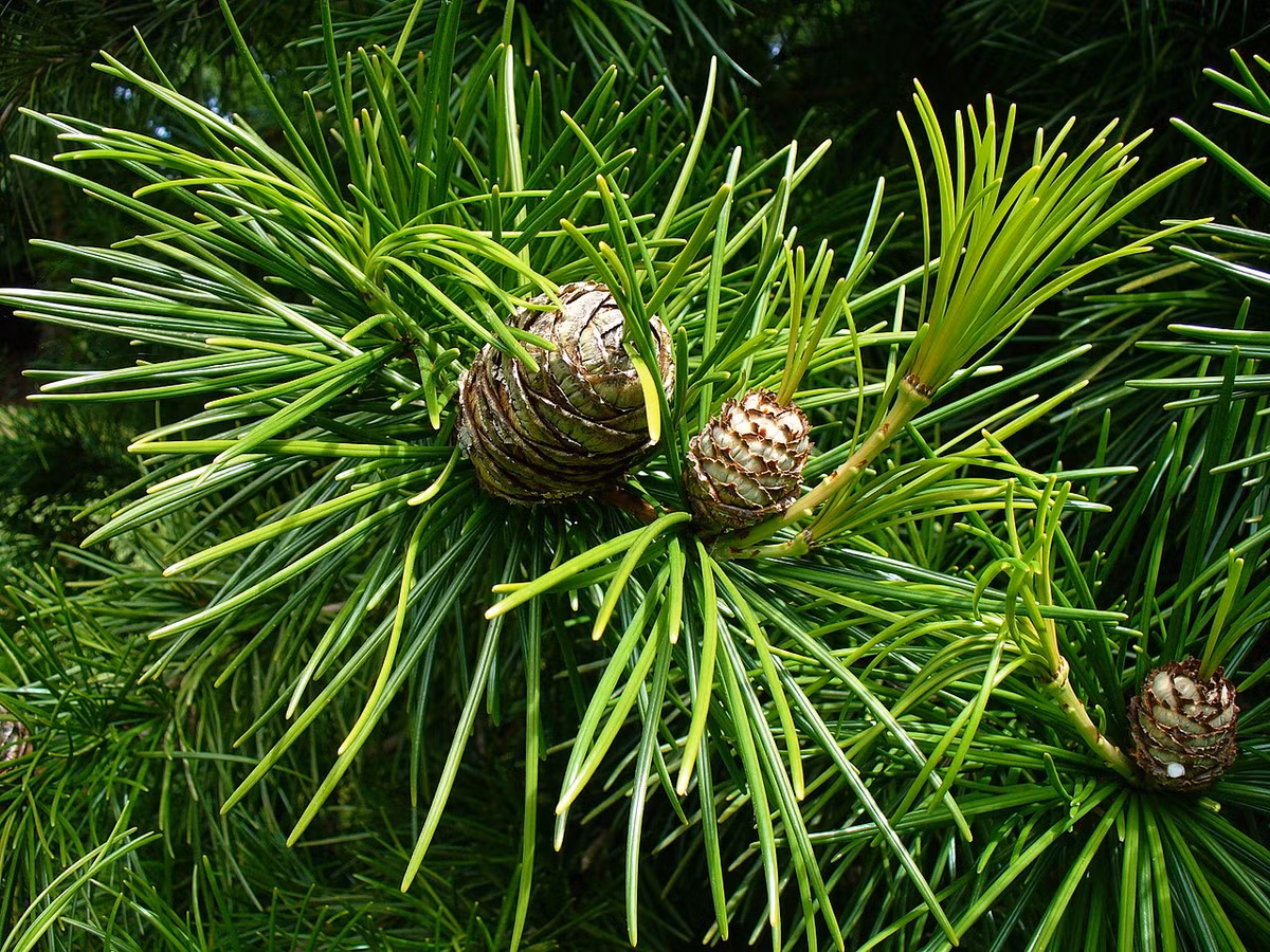 Kim tùng Nhật Bản (Sciadopitys verticillata) cao 25 mét, phân bố giới hạn ở vùng núi Nhật Bản. Chúng có lá mảnh mọc xòe tròn như nan một chiếc ô, nón dễ vỡ khi chín già.