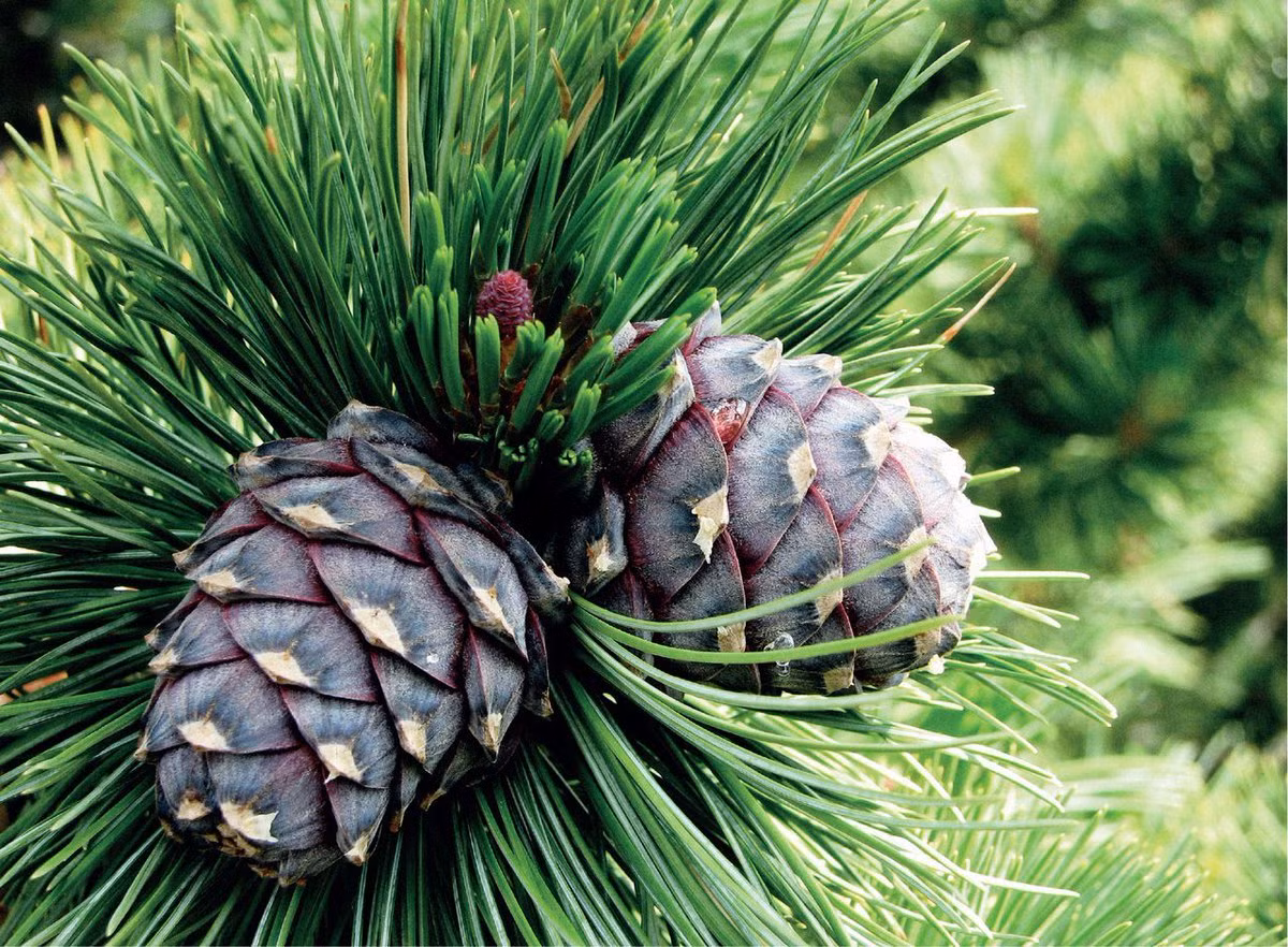 Thông Arolla (Pinus cembra) cao 20 mét, phân bố ở vùng núi cao châu Âu. Phát triển rất chậm, chúng có thể mất 30 năm để cao 1,3 mét và mất 50-80 năm để đạt độ chín sinh sản.
