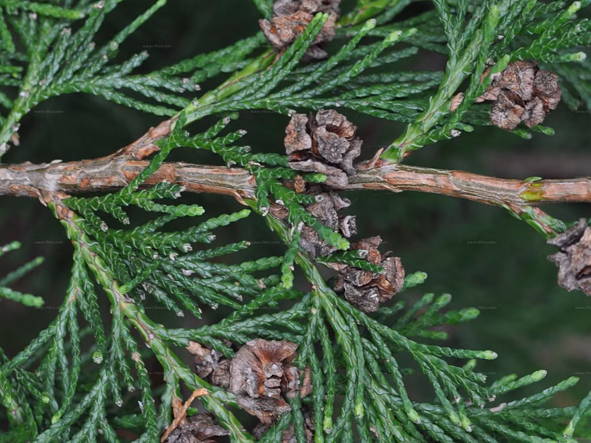 Cối bách Mỹ (Chamaecyparis lawsoniana) cao 50 mét, có nguồn gốc từ miền Tây của Bắc Mỹ. Như nhiều loài bách khác, chúng có lá dạng vảy nhỏ tỏa ra hình tia, nón kích thước nhỏ.