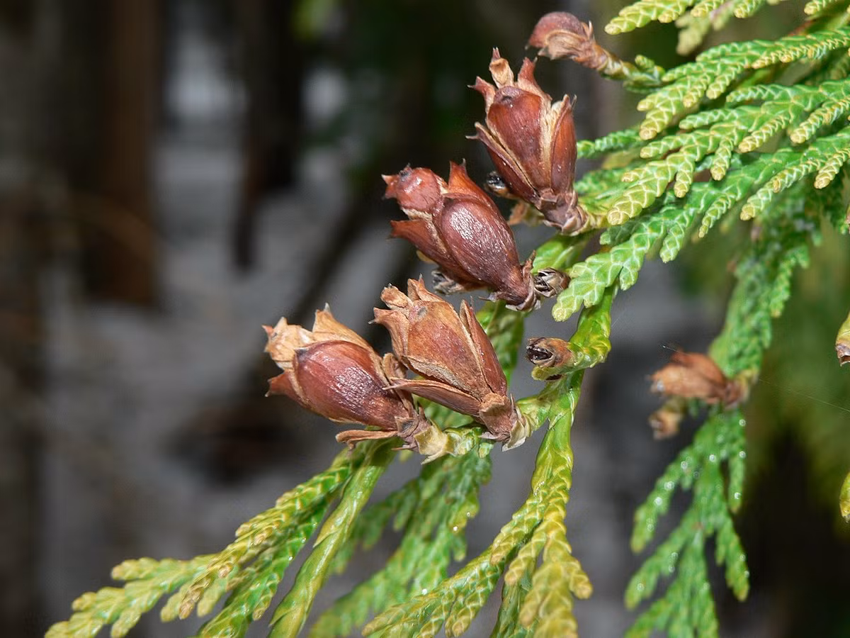 Tuyết tùng đỏ Tây Bắc Mỹ (Thuja plicata) cao 50 mét, phân bố ở Tây Bắc lục địa Bắc Mỹ. Chúng có lá dạng vảy mọc theo cụm phẳng dẹt, gỗ có khả năng chống mục rất tốt.